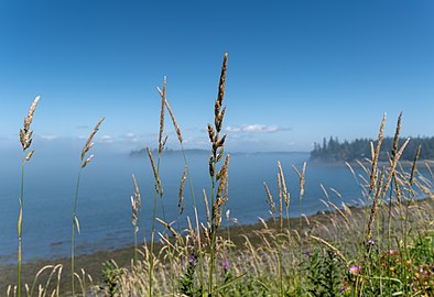 Reed canary grass (Phalaris arundinacea) near Mulholland Point Lighthouse, Brunswick, Canada