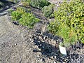 Pinos de repoblación en el parque forestal Ciudad de Málaga, 2022-01-02.