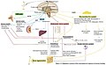 Regulatory systems of the neurohumoral response in fracture healing.jpg