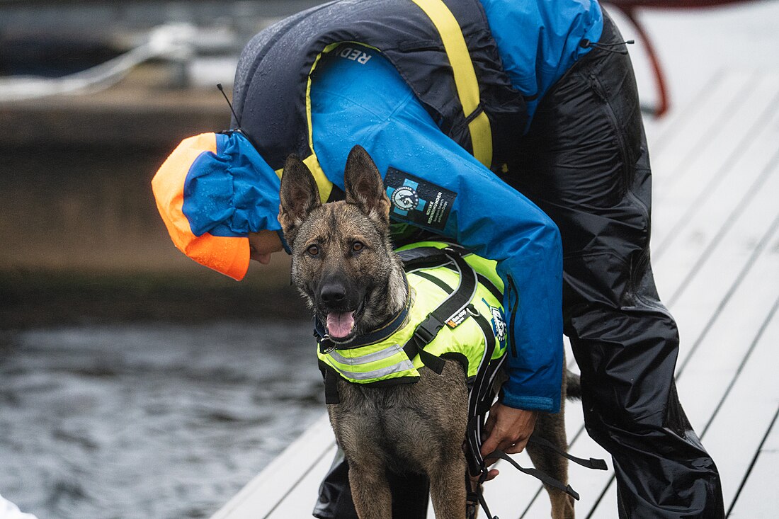 Ettersøkshund