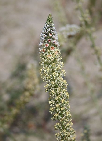 File:Reseda alba 1.jpg