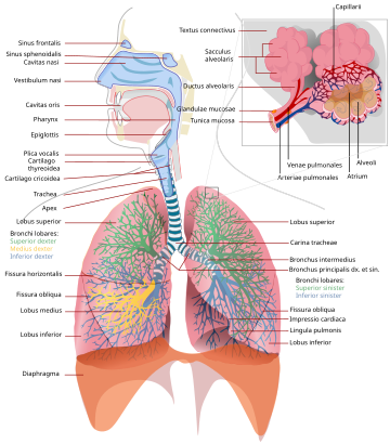 File:Respiratory system complete la.svg