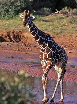 Girafe réticulée, ici au Kenya.