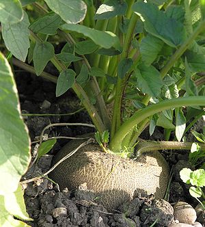 Black round radish