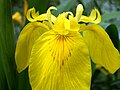 Iris pseudacorus - am Reussufer