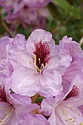 Rhododendron 'A. Bedford' Closeup 2000px.jpg