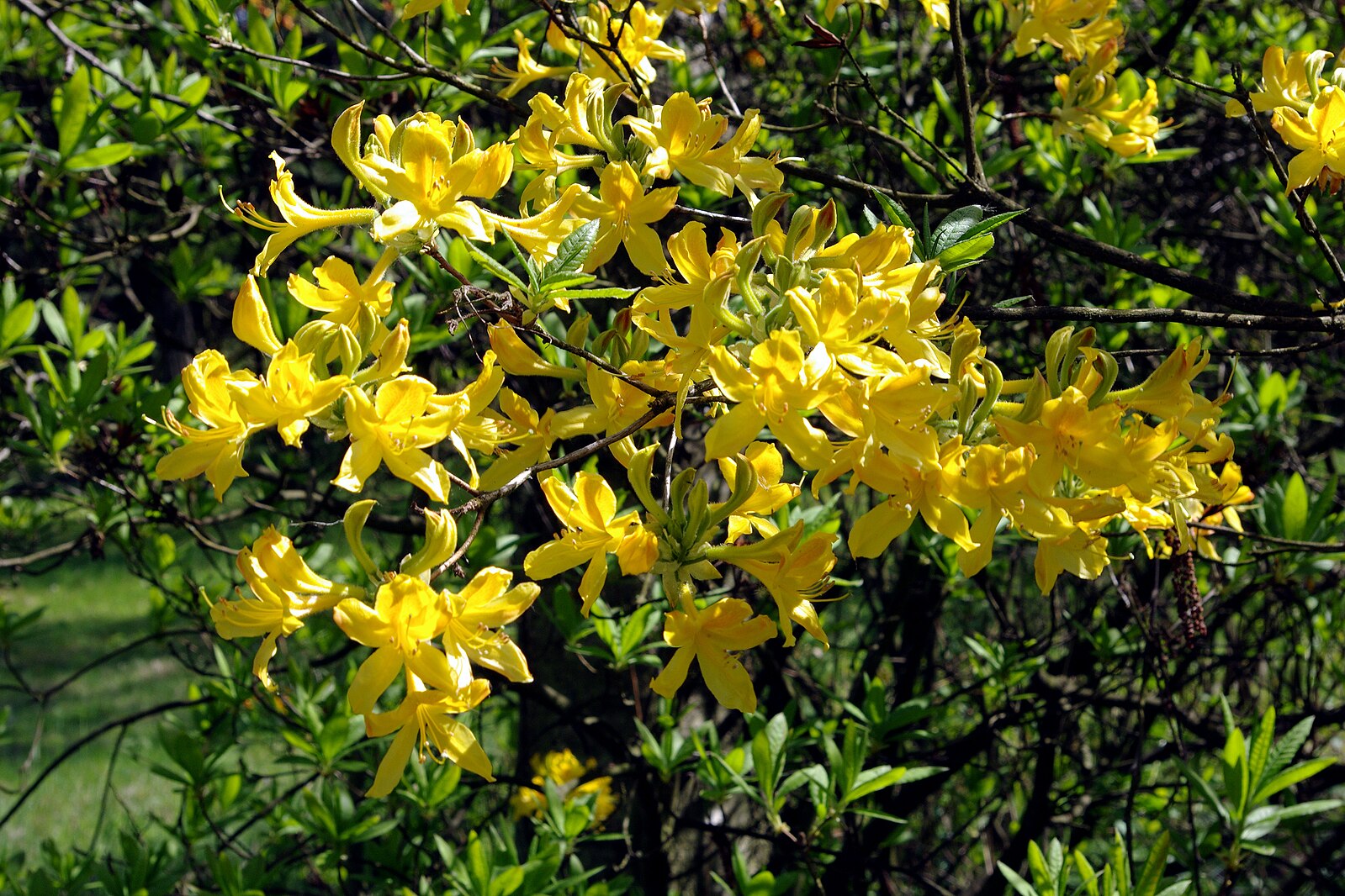 Рододендрон желтый фото и описание сорта