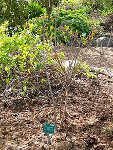 Rhododendron molle ssp. japonicum - Botanická zahrada Kodanské univerzity - DSC07584.JPG