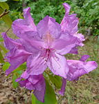 Pontisk Rododendron