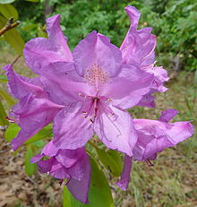 Closeup of Rhododendron ponticum Rhododendron ponticum 2.jpg