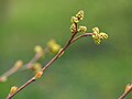 Rhus trilobata, Sumak trójklapowy, 2023-04-23