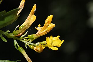 Ribes aureum