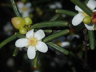 <i>Ricinocarpos psilocladus</i> Species of shrub
