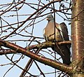 Ringduva Wood Pigeon (13042781904).jpg