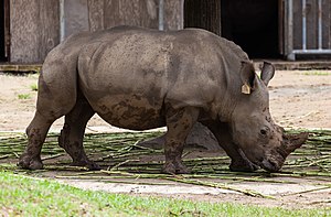 Tê Giác: Tên gọi, Họ, Sừng tê giác