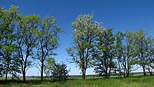 Robinia pseudoacacia, specie alloctona onnipresente lungo il fiume.