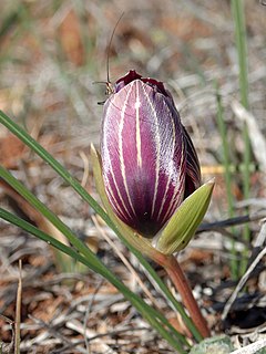 <i>Romulea monadelpha</i> species of plant