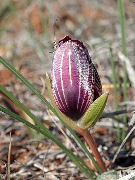 Romulea monadelpha