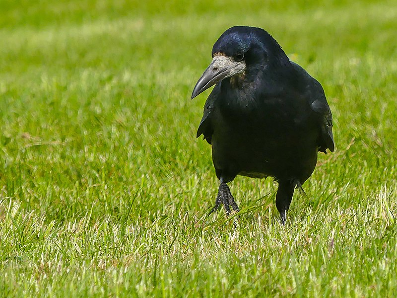 File:Rook (43893486124).jpg