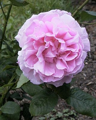 <i>Rosa</i> Wife of Bath Rose cultivar