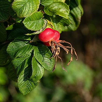 Rose hips on a Rosa rugosa Hansa