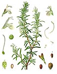 Rosmarinus officinalis — Розмарин лекарственный