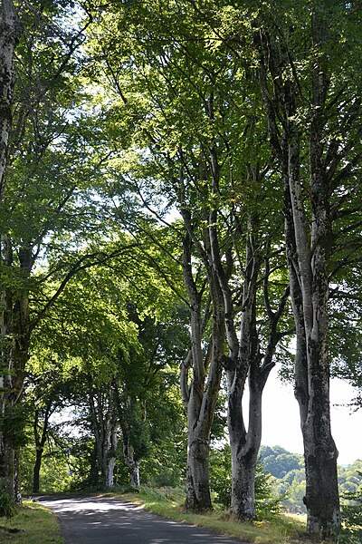 File:Route des Hêtres, Puy de Noix.jpg