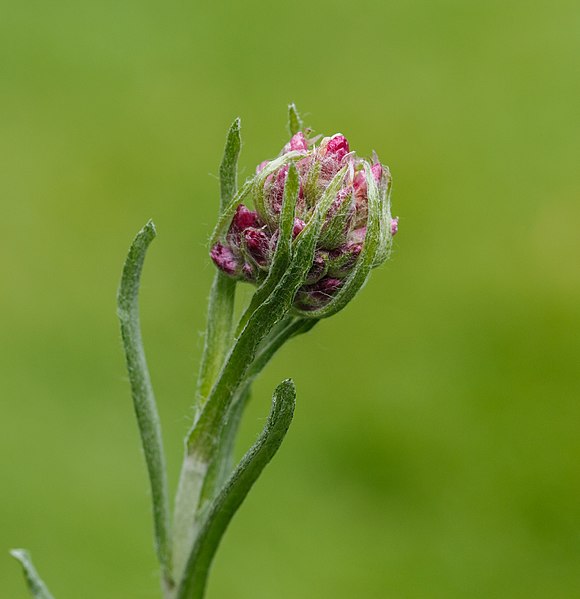 File:Rozenkransje (Antennaria dioica) Locatie, Tuinreservaat Jonker vallei 06.jpg