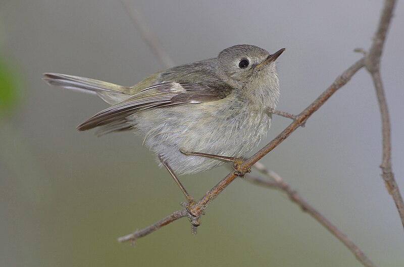 File:Ruby-crowned kinglet 2.jpg