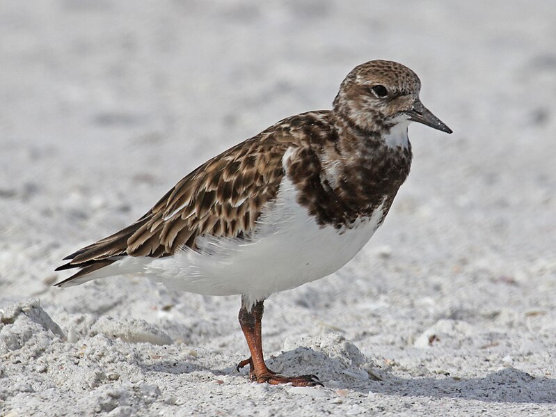 File:Ruddy Turnstone RWD3.jpg