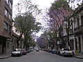 Une rue de Montevideo et ses jacarandas en fleurs