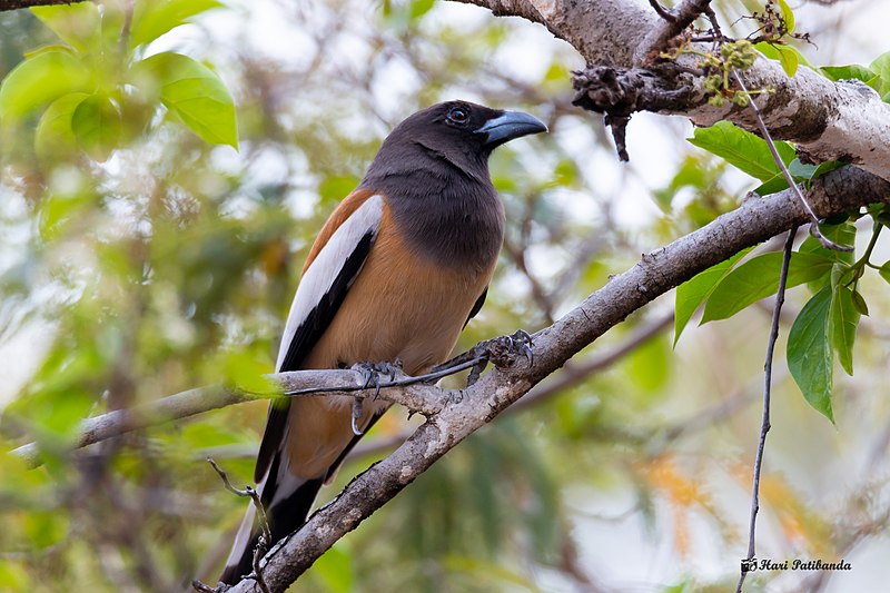 File:Rufous Treepie (33249783018).jpg