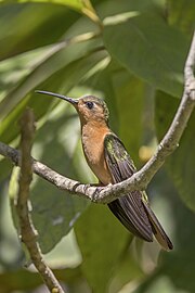 Rufous sabrewing (Pampa rufa) Finca El Pilar 2.jpg