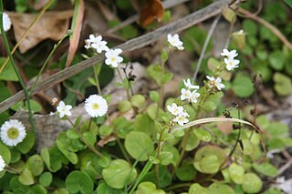 <i>Myosotis pansa <span style="font-style:normal;">subsp.</span> praeceps</i> Subspecies of flowering plant