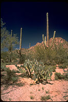 Saguaro National Park SAGU4640.jpg