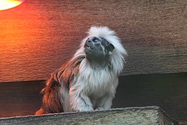 Saguinus oedipus di bawah lampu panas di Symbio Wildlife Park.jpg