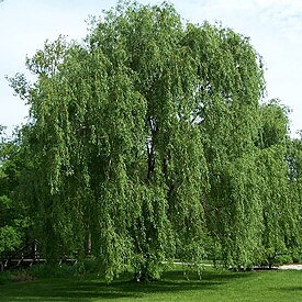 Salix alba Morton.jpg