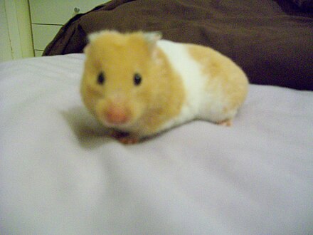 Syrian Hamster Variations Wikiwand