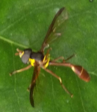 Picture from Plantation, Florida Salpingogaster punctifrons.png