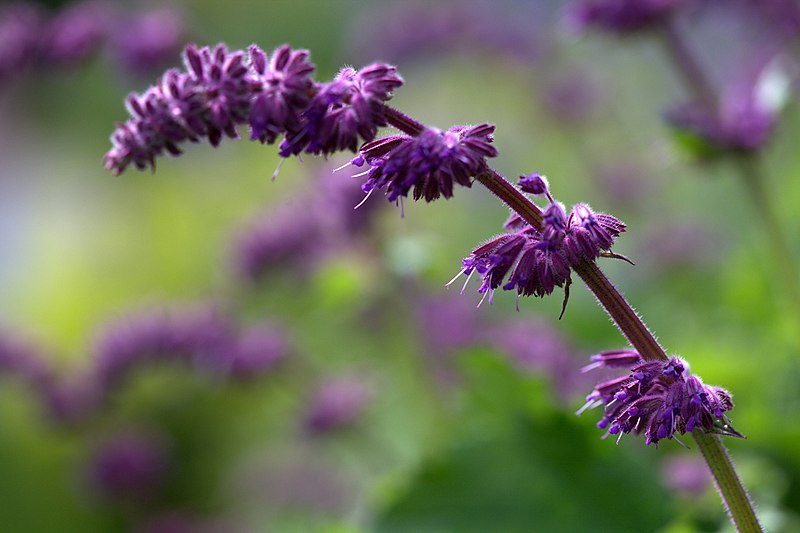 File:Salvia verticillata 'Purple Rain' 03.jpg
