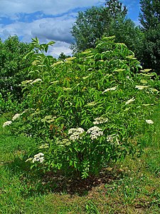 Sambucus canadensis Habitus