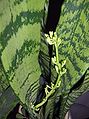 Snake Plant, also known as Mother-in-law's Tongue, here with flower buds on my bedroom window sill.