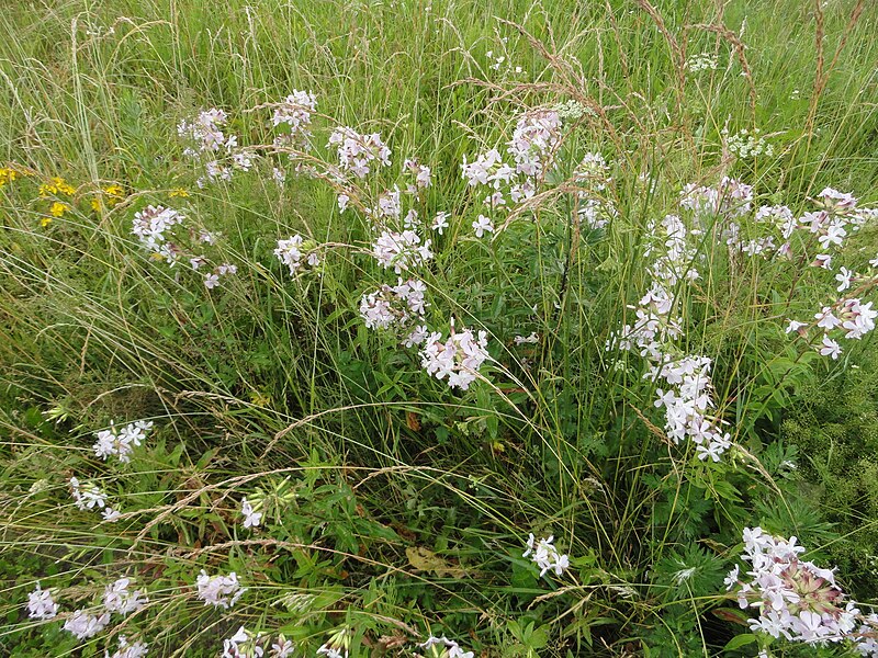 File:Saponaria officinalis 21.jpg