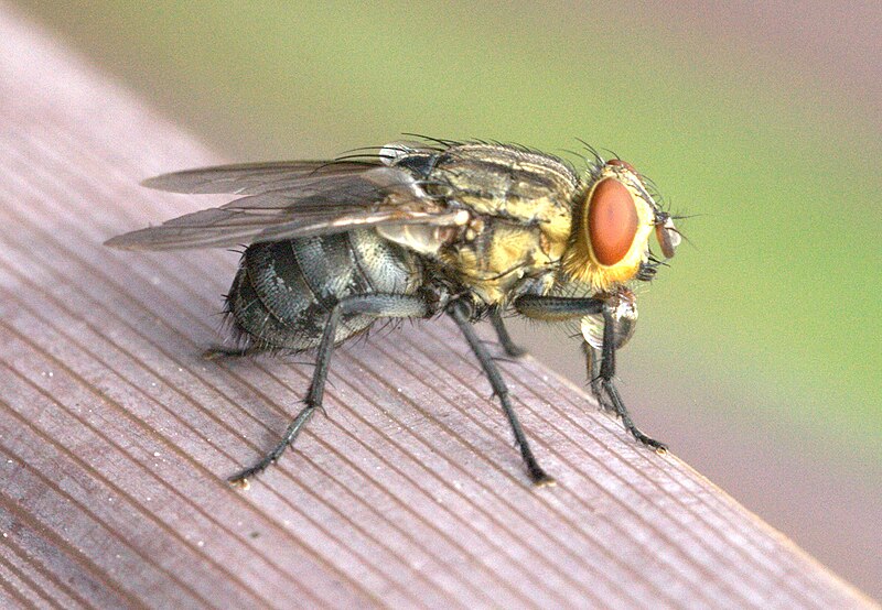 File:Sarcophagidae - Flesh fly - 11.jpg