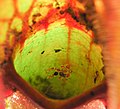 Collembola (Dicyrtomina minuta) trapped inside a leaf of Sarracenia purpurea