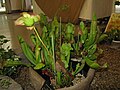 Sarracenia purpurea × leucophylla