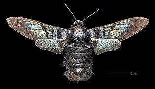 Face dorsal de la femelle (coll.MHNT)