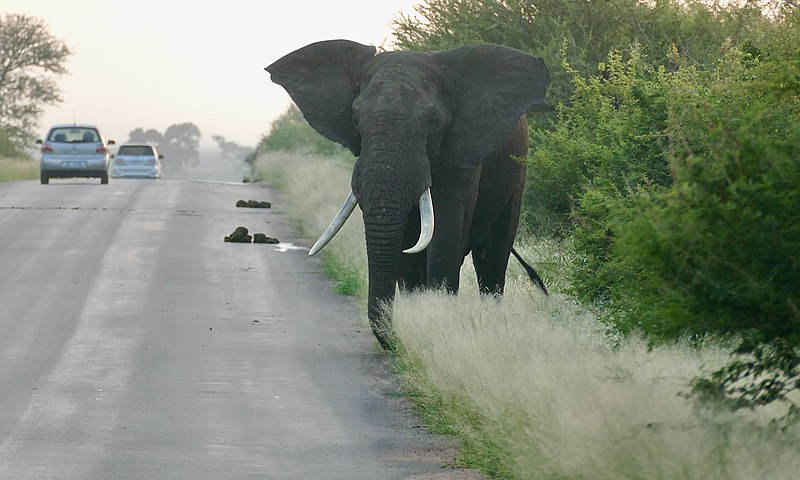 File:Savanna Elephant (Loxodonta africana) big bull guarding the road ... (51858338940).jpg