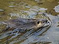 Swimming coypu - a semiaquatic rodent