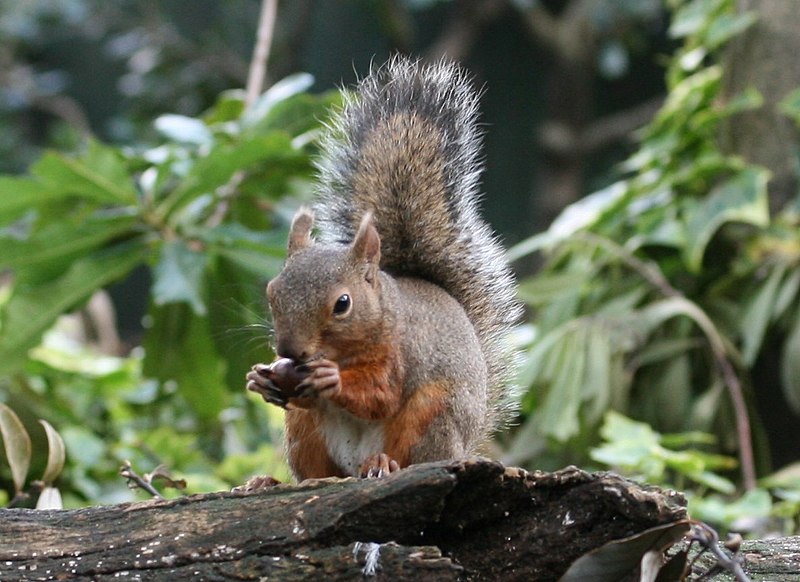 File:Sciurus lis eating fruits s2.jpg